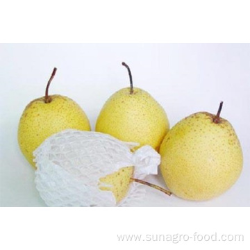 Provide Fresh Regular Snow Pear